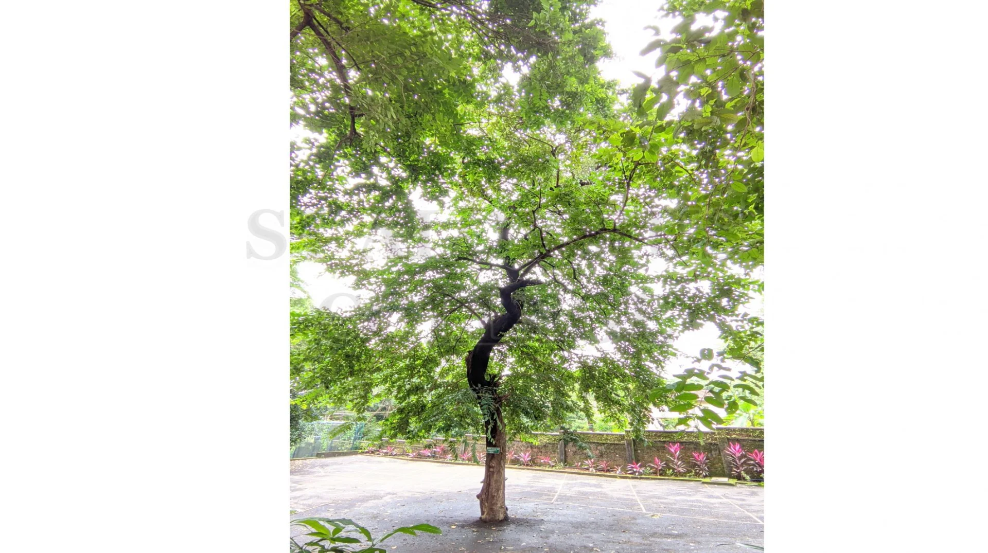 Terminalia Paniculata Roth.