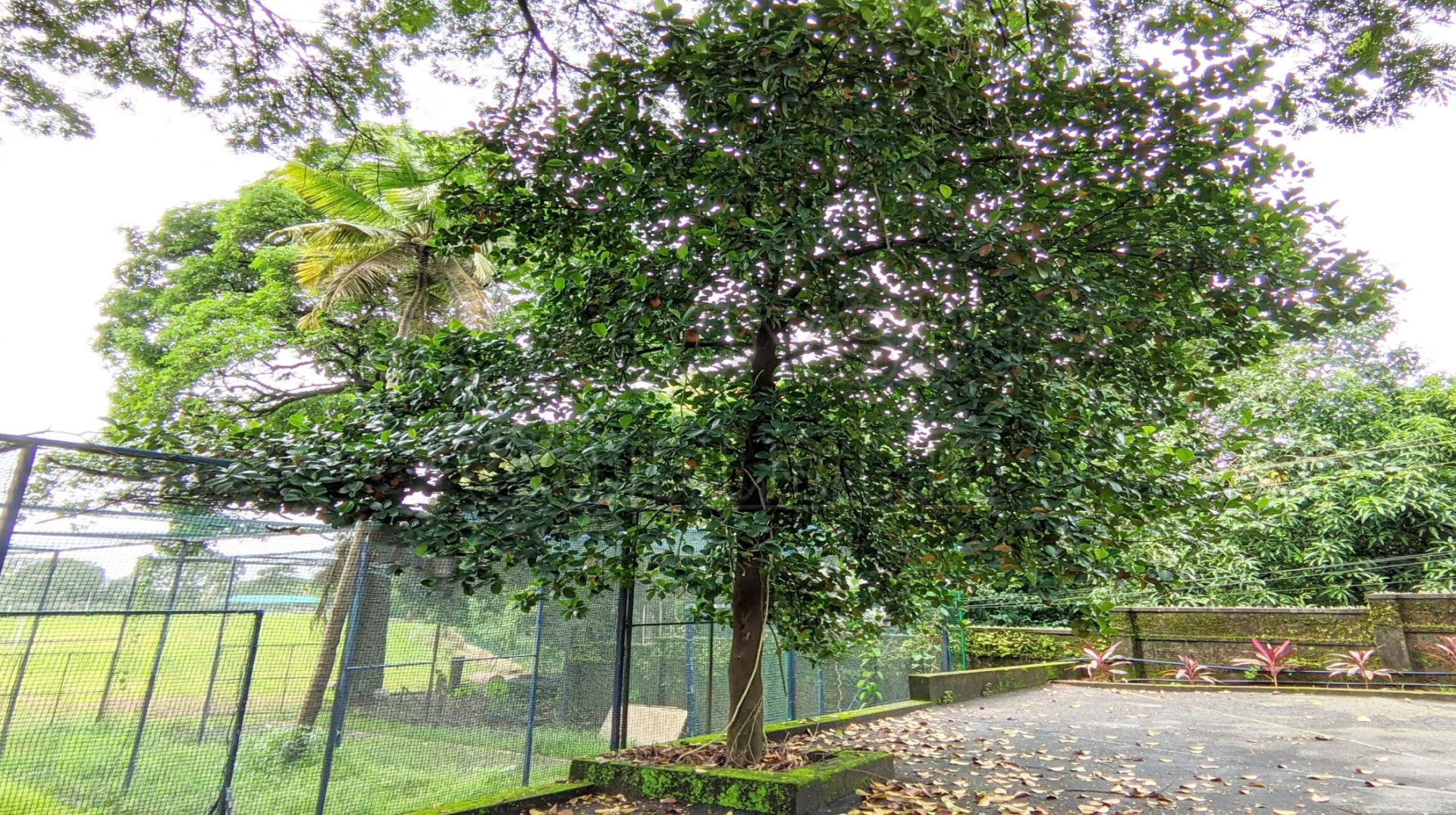Jackfruit (ಹಲಸಿನ ಮರ)