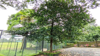 Jackfruit (ಹಲಸಿನ ಮರ)