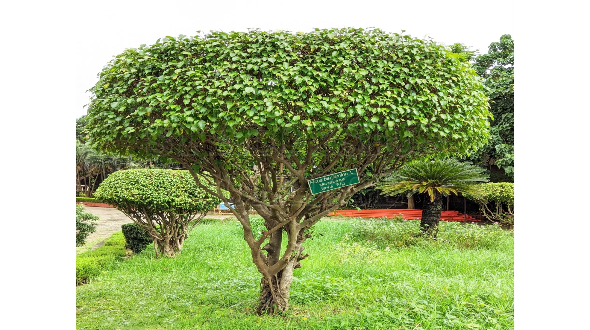 Java Fig