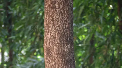 Java Fig