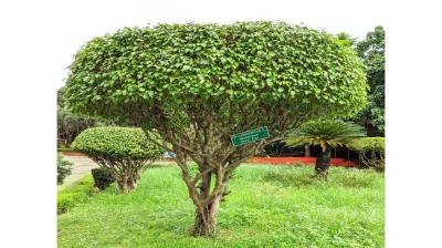 Java Fig