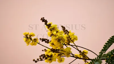 Copper Pod Tree(ಬೆಟ್ಟದ  ಹುಳಿ)