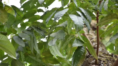 Copper Pod Tree(ಬೆಟ್ಟದ  ಹುಳಿ)
