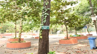 Copper Pod Tree(ಬೆಟ್ಟದ  ಹುಳಿ)