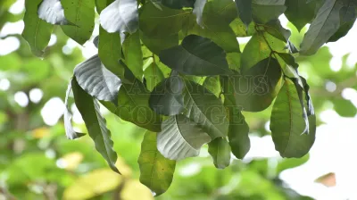 Copper Pod Tree(ಬೆಟ್ಟದ  ಹುಳಿ)