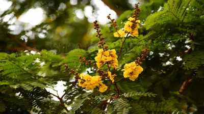 Copper Pod Tree(ಬೆಟ್ಟದ  ಹುಳಿ)