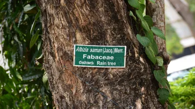 Rain Tree