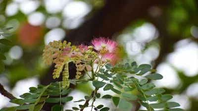 Rain Tree