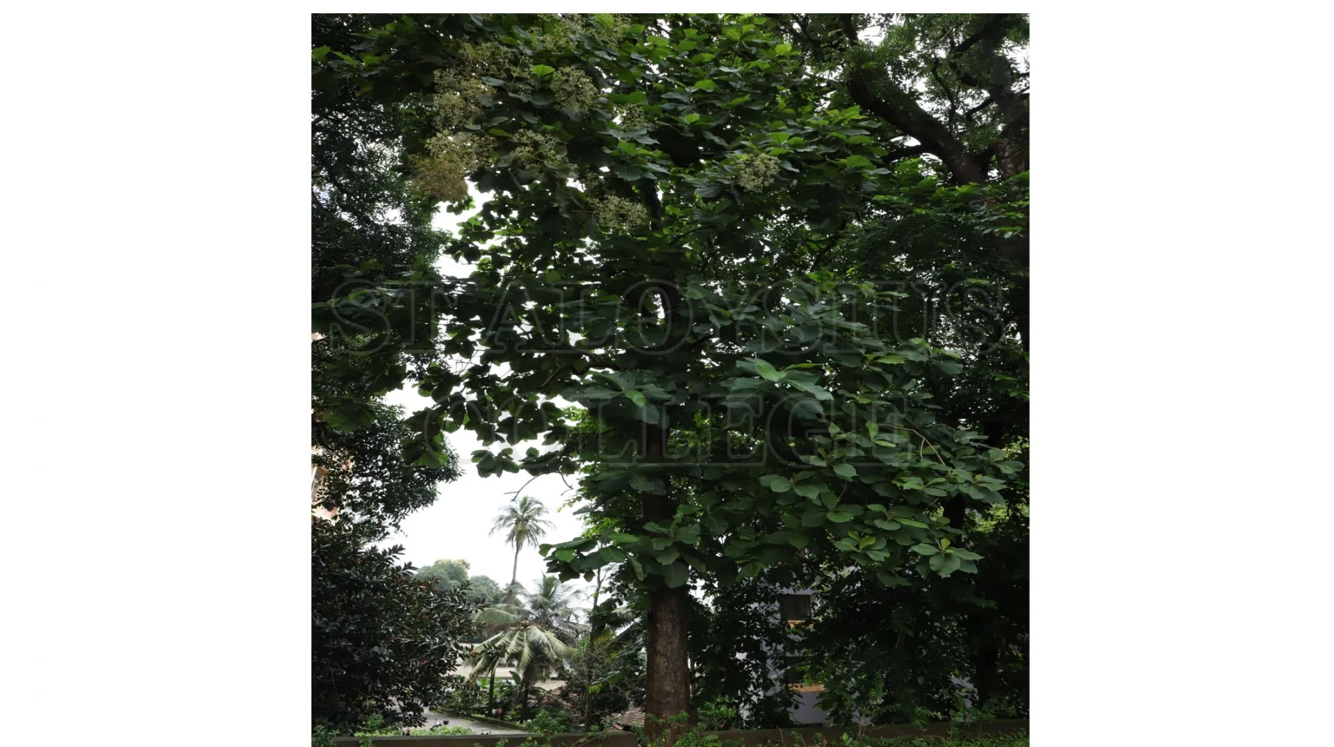 Teak