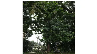 Teak