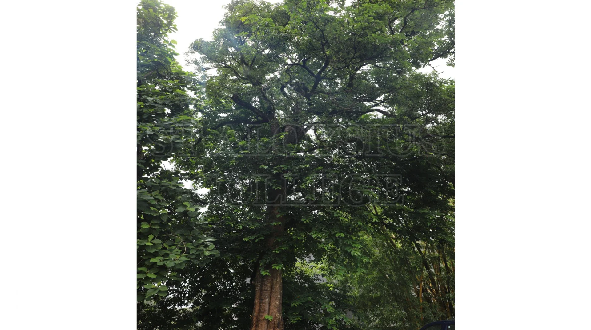 Devils Tree (ಹಾಲೆ, ಪಾಲೆ )
