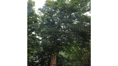 Devils Tree (ಹಾಲೆ, ಪಾಲೆ )