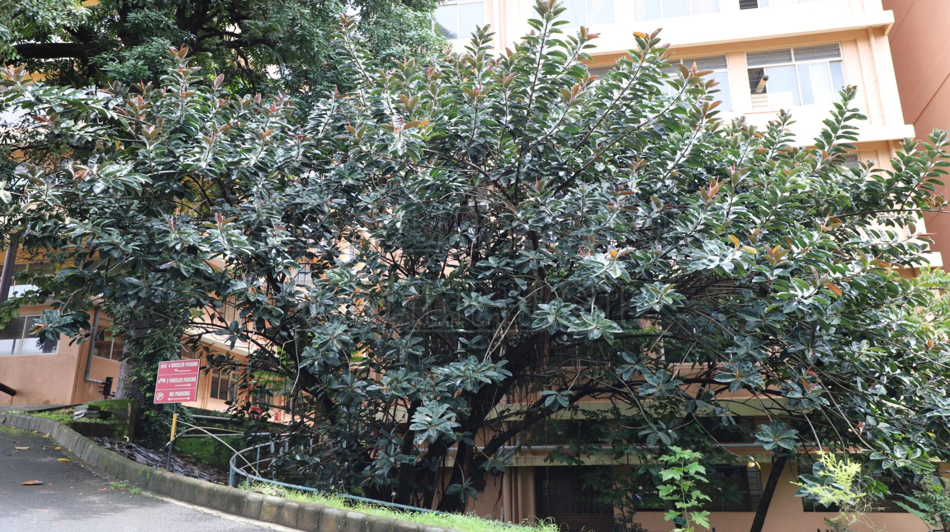 Rubber Tree (ಸೀಮೆ ಆಲ)