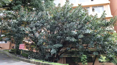 Rubber Tree (ಸೀಮೆ ಆಲ)