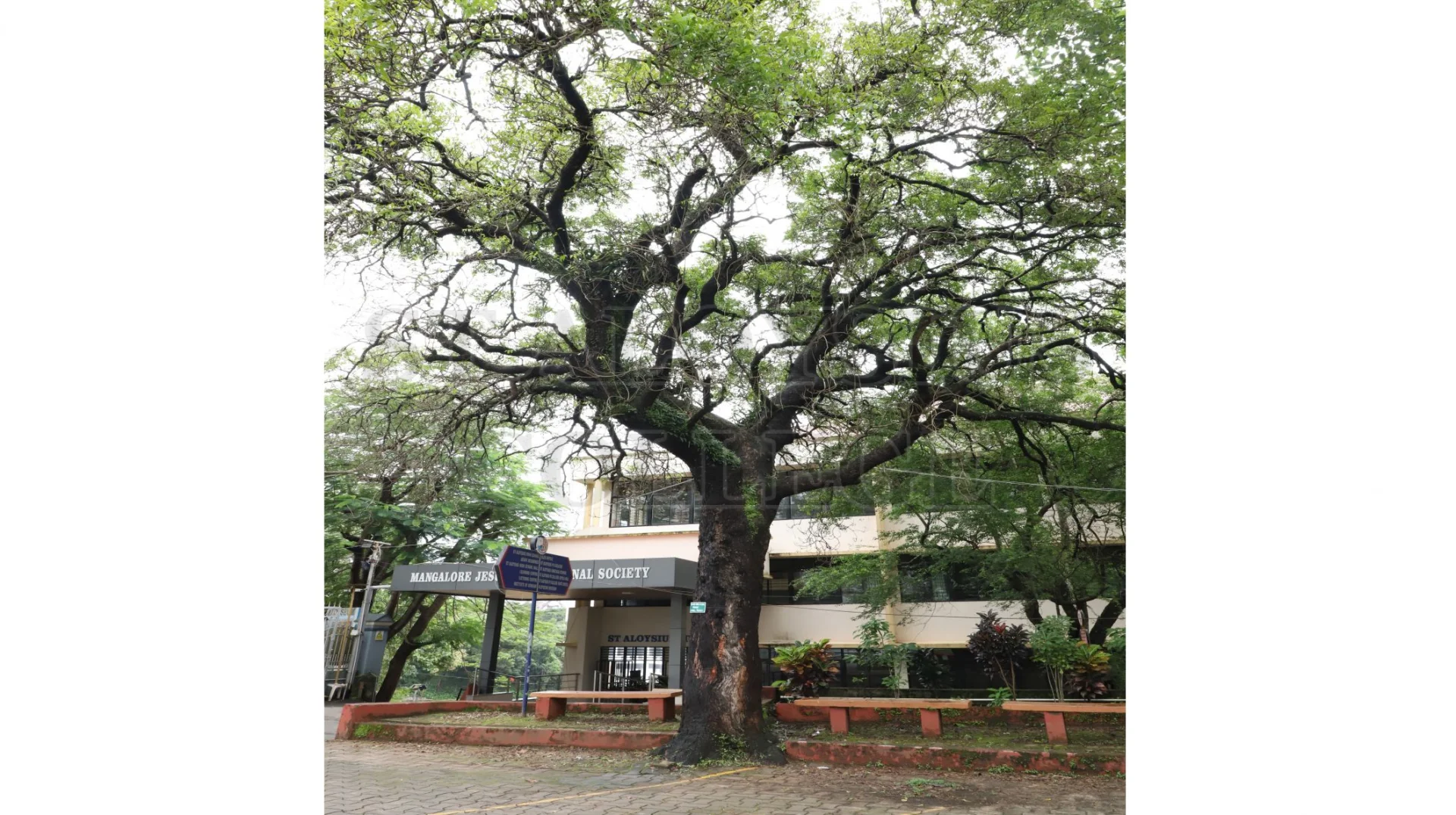 Neem (ಕಹಿಬೇವು)