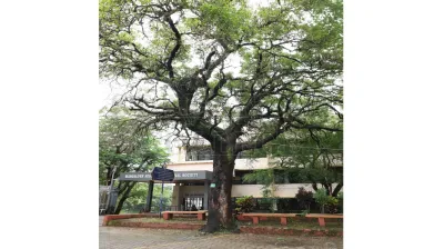 Neem (ಕಹಿಬೇವು)