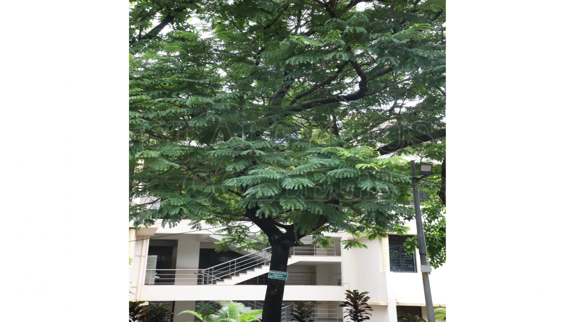 Copper Pod Tree(ಬೆಟ್ಟದ  ಹುಳಿ)