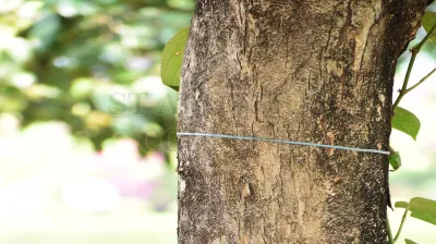 Copper Pod Tree(ಬೆಟ್ಟದ  ಹುಳಿ)
