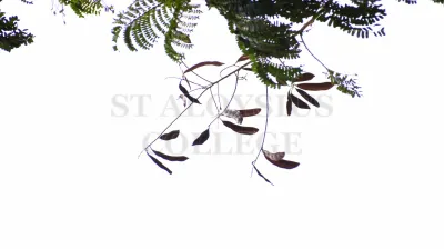 Copper Pod Tree(ಬೆಟ್ಟದ  ಹುಳಿ)