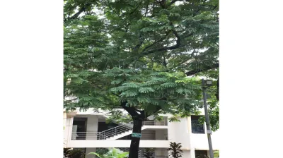Copper Pod Tree(ಬೆಟ್ಟದ  ಹುಳಿ)