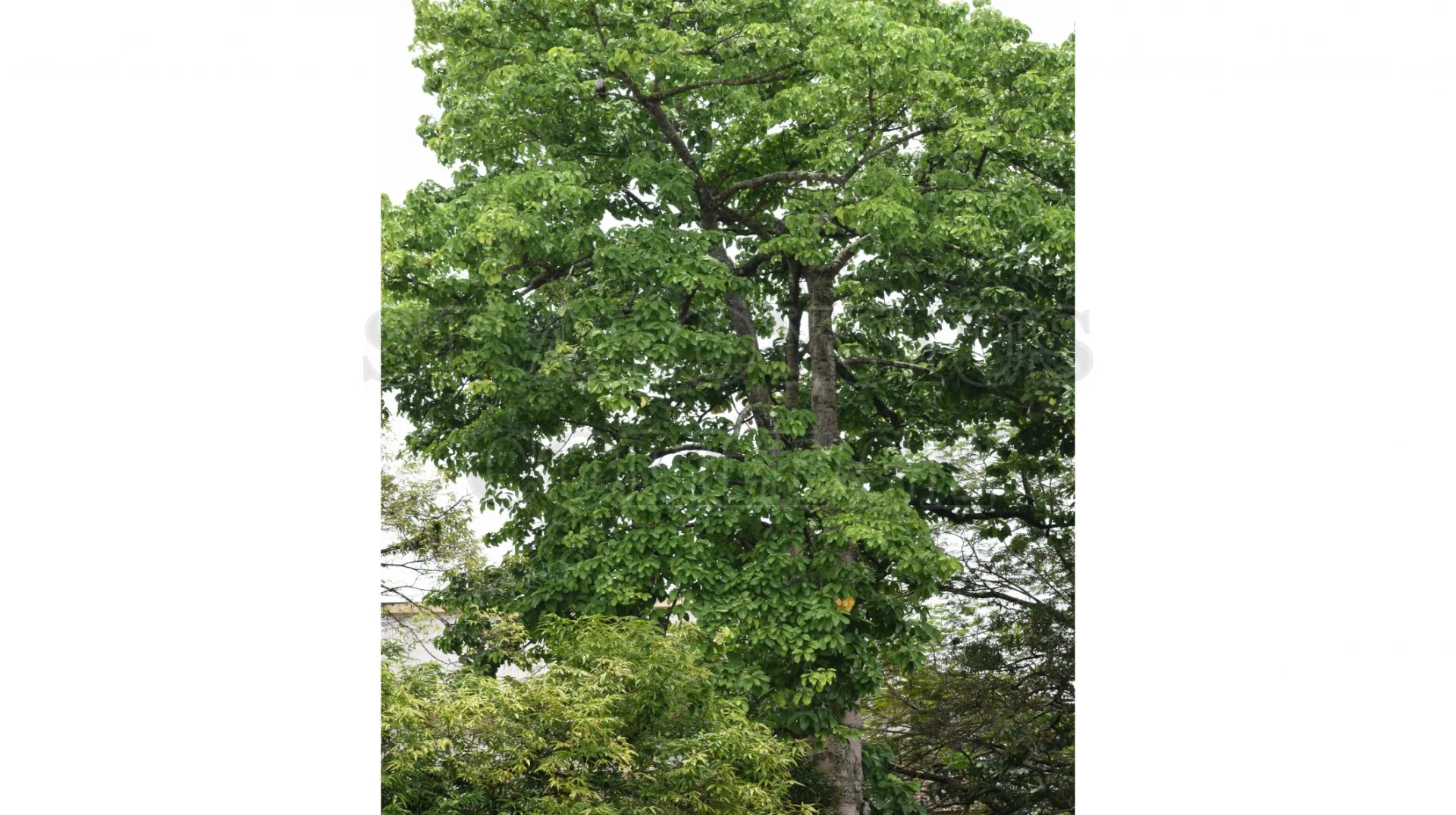 Pterygota Alata