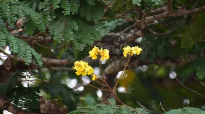 Pterygota Alata