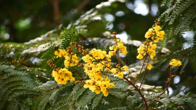 Pterygota Alata