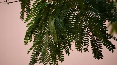 Pterygota Alata