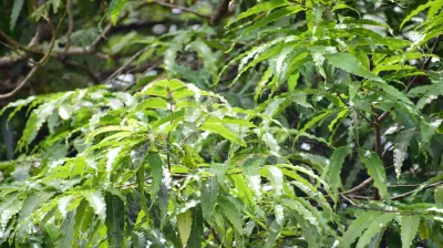 Rain Tree