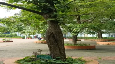 Rain Tree