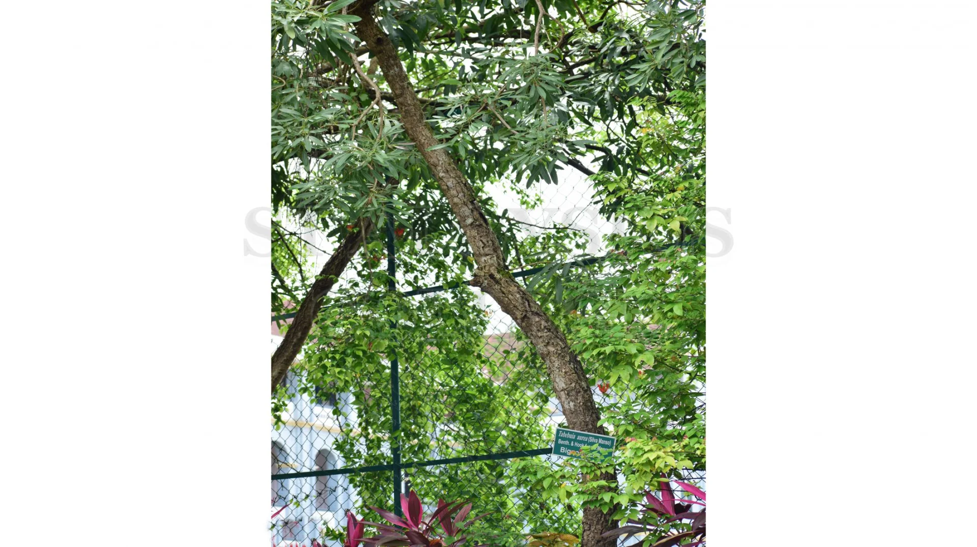 Tabebuia Aurea (Silva Manso) Benth. & Hook.f. Ex S.Moore