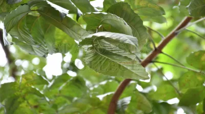 Tabebuia Aurea (Silva Manso) Benth. & Hook.f. Ex S.Moore