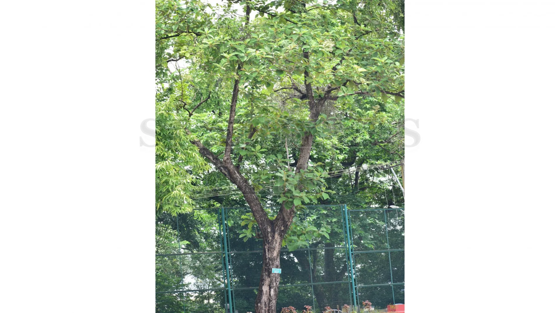 Teak