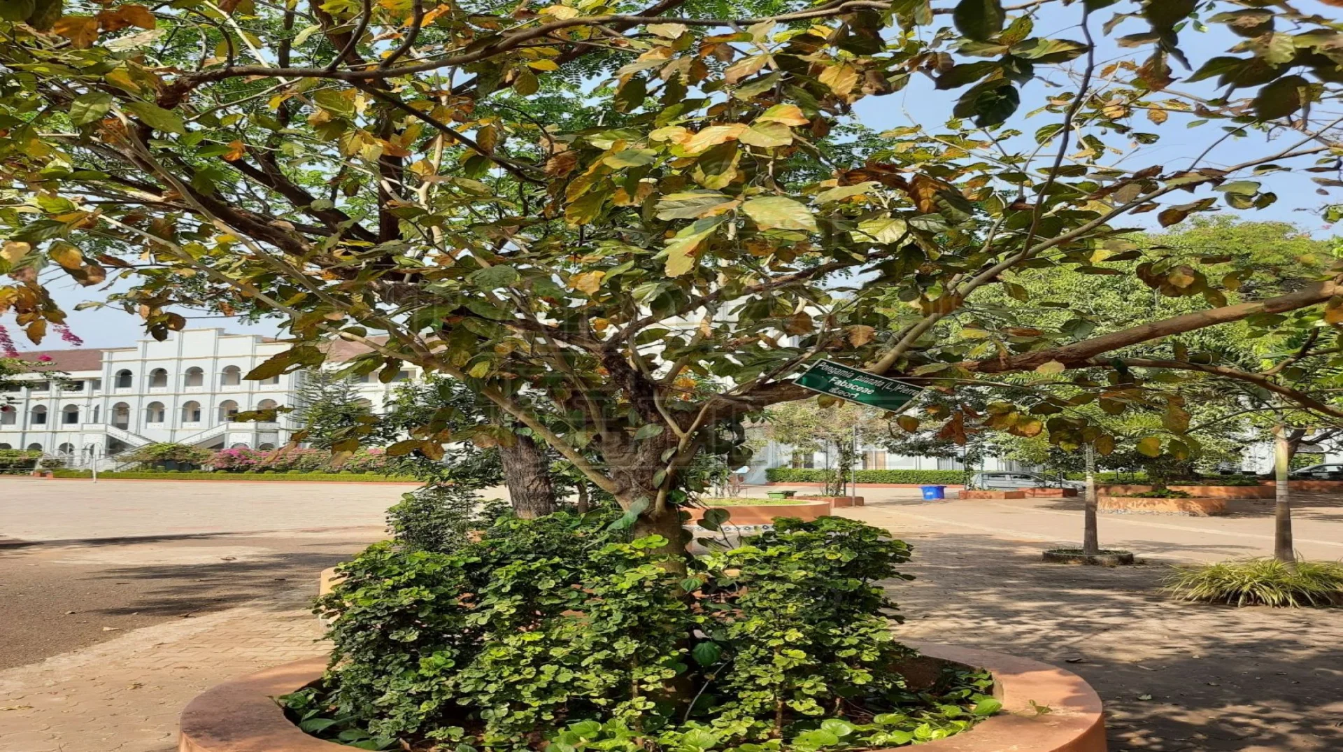 Pongamia Pinnata