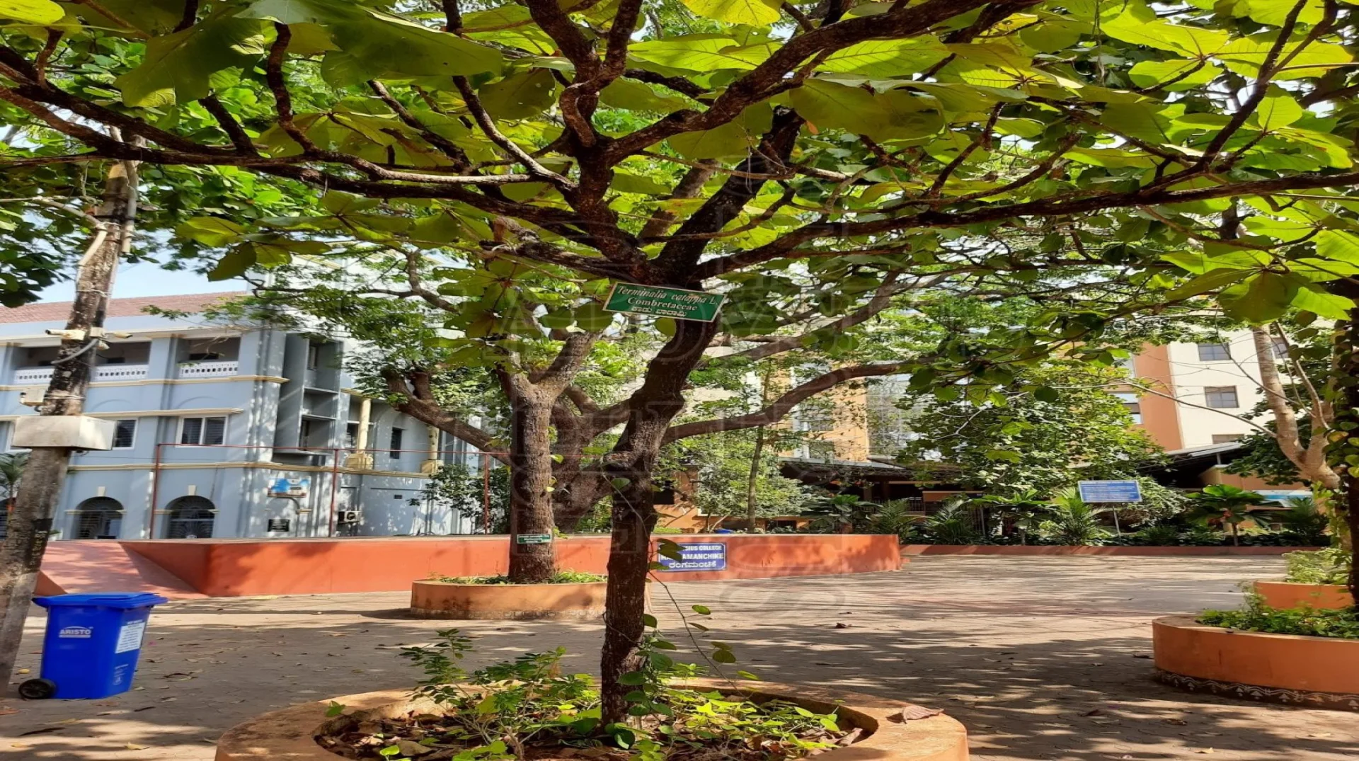 Indian Almond