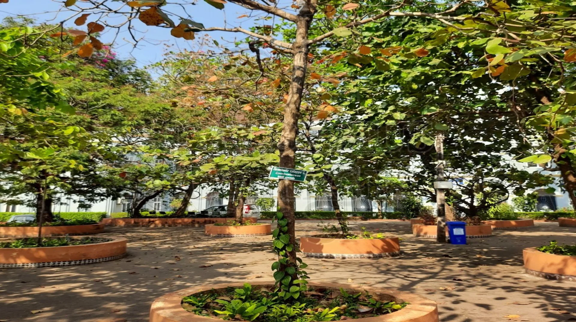 Indian Almond