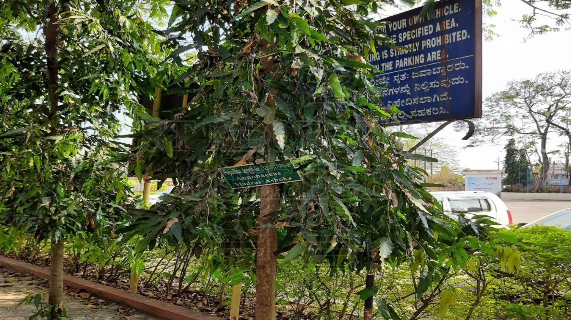 Madras Ashoka