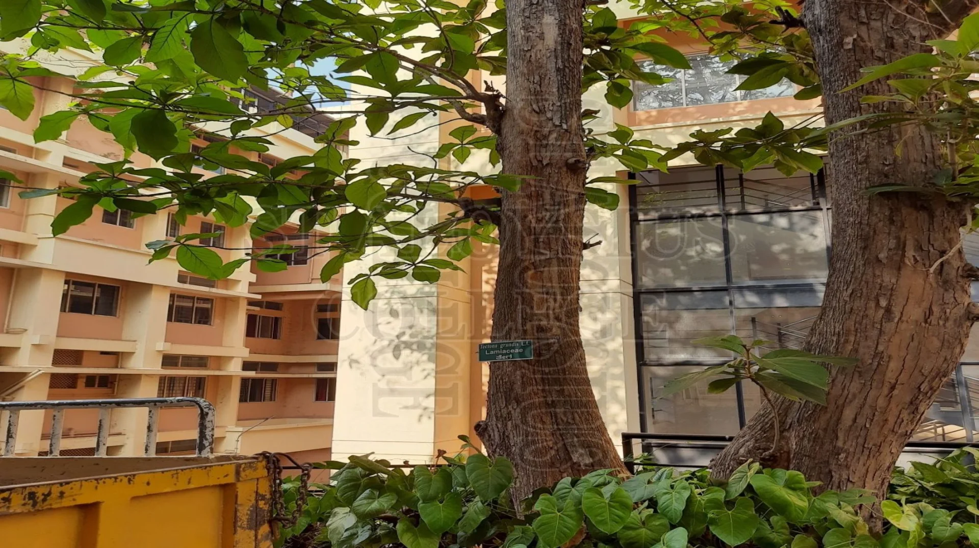 Teak
