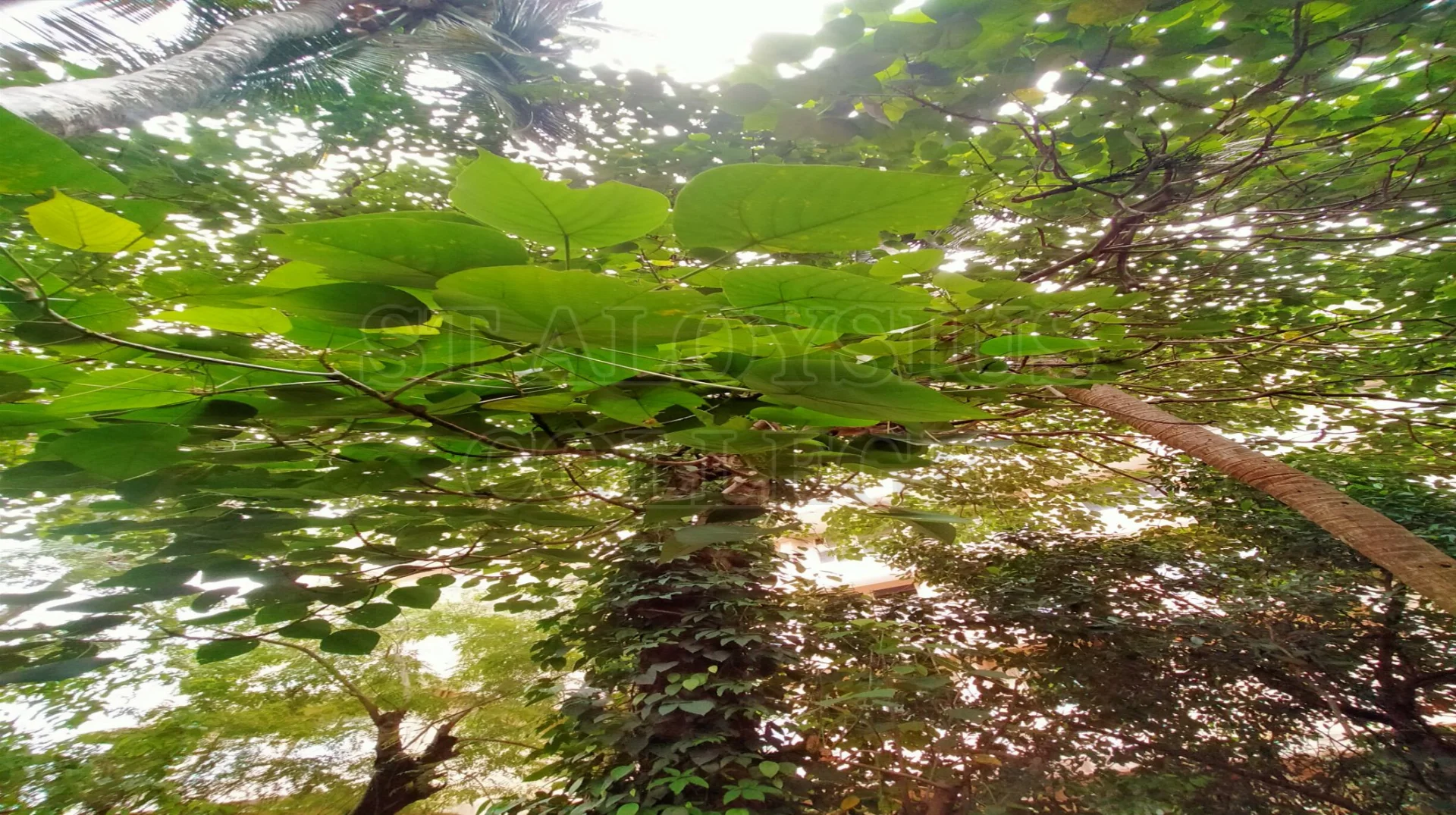 Macaranga Peltata (Roxb.) Mull. Arg.