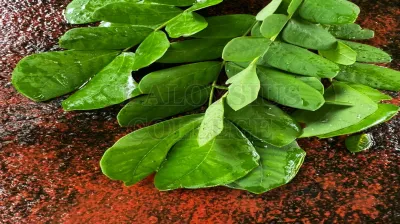 Macaranga Peltata (Roxb.) Mull. Arg.