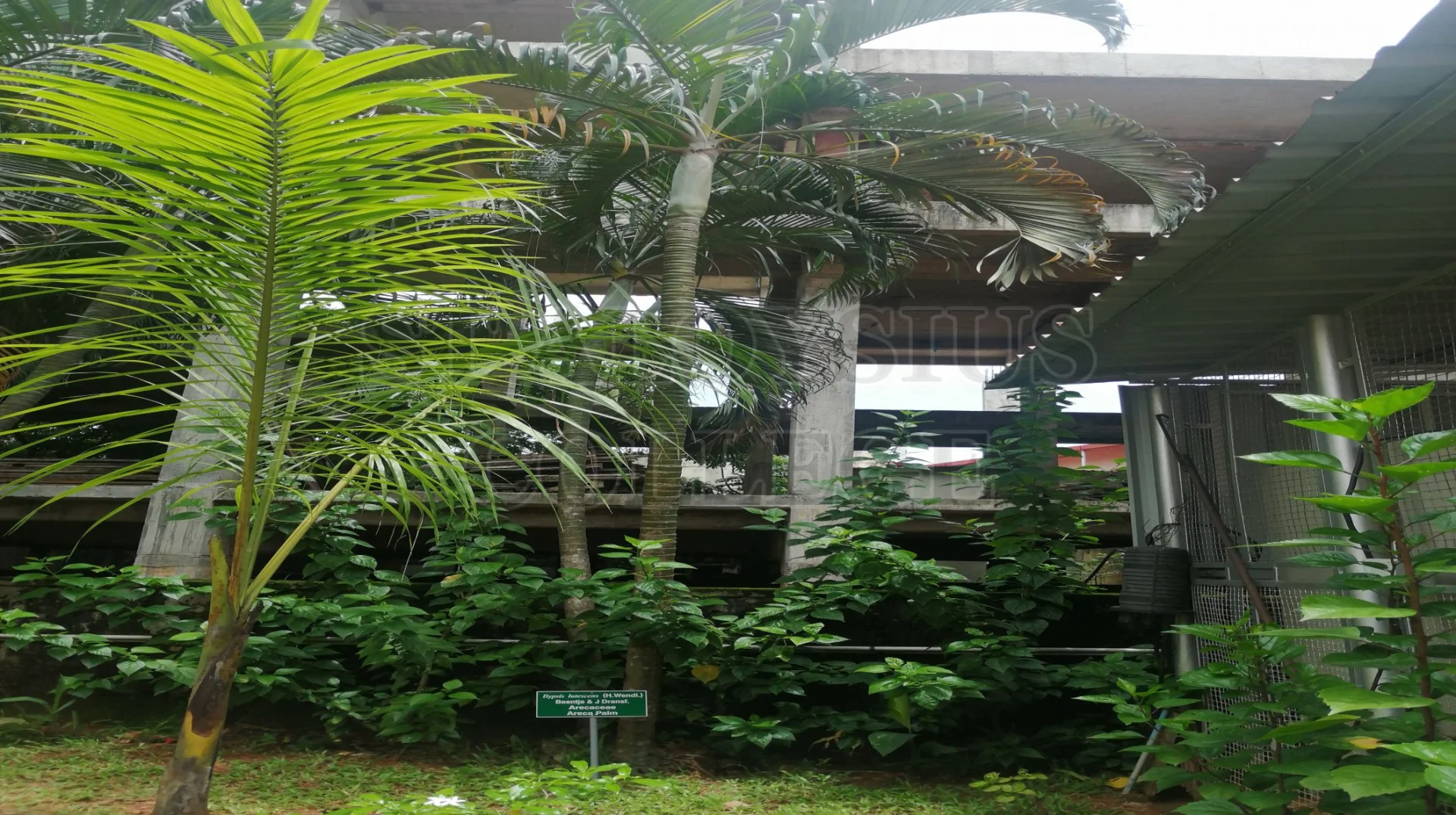 Areca Palm