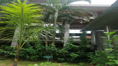 Areca Palm