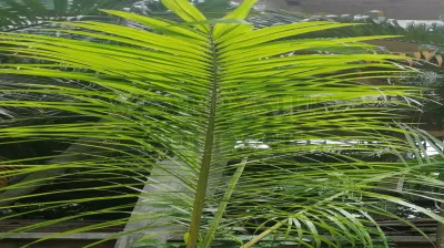 Areca Palm