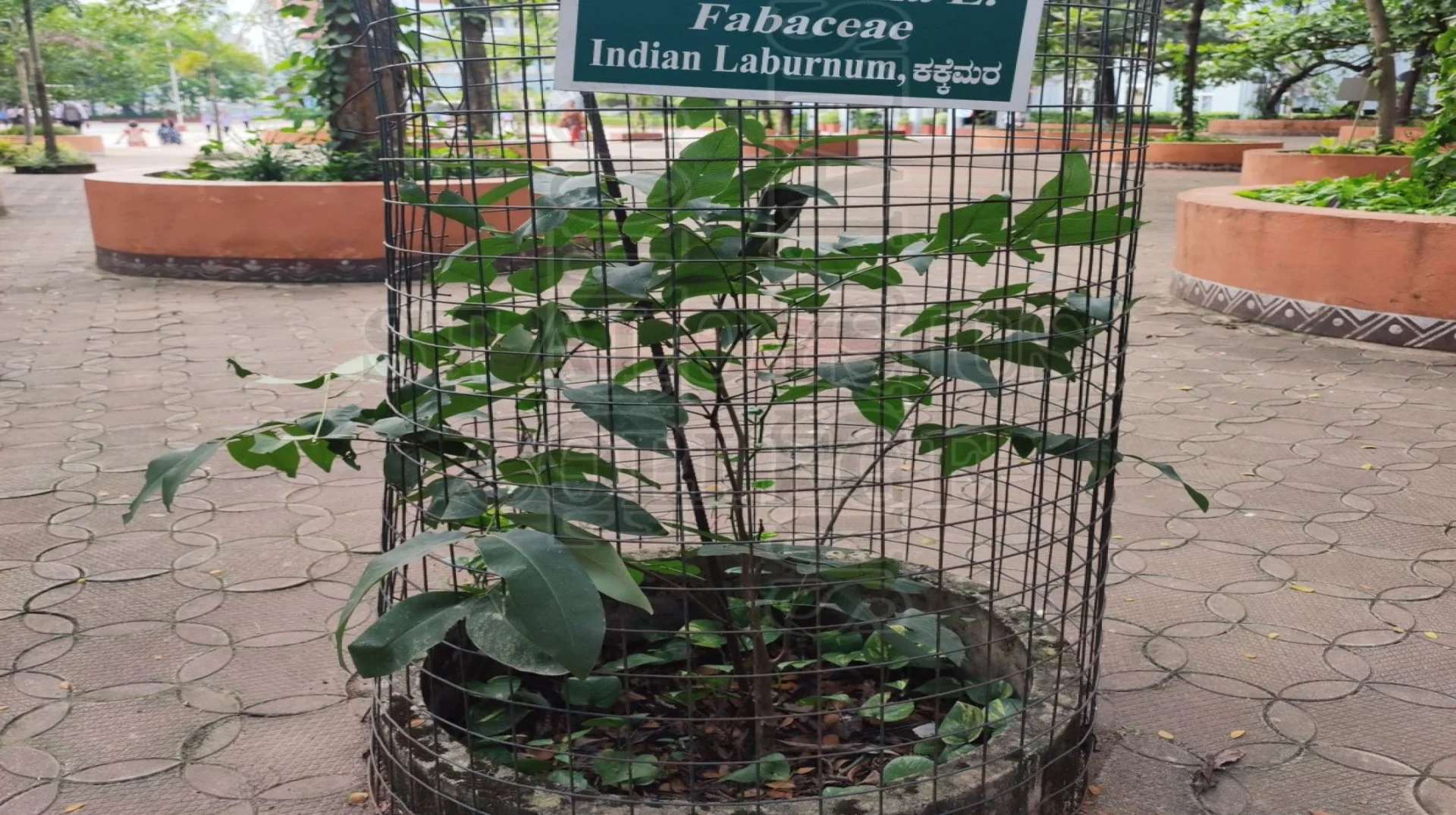 Indian Laburnum Or Golden Shower Tree