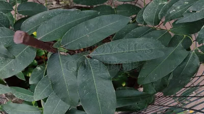 Indian Laburnum Or Golden Shower Tree