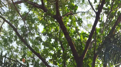 Indian-almond