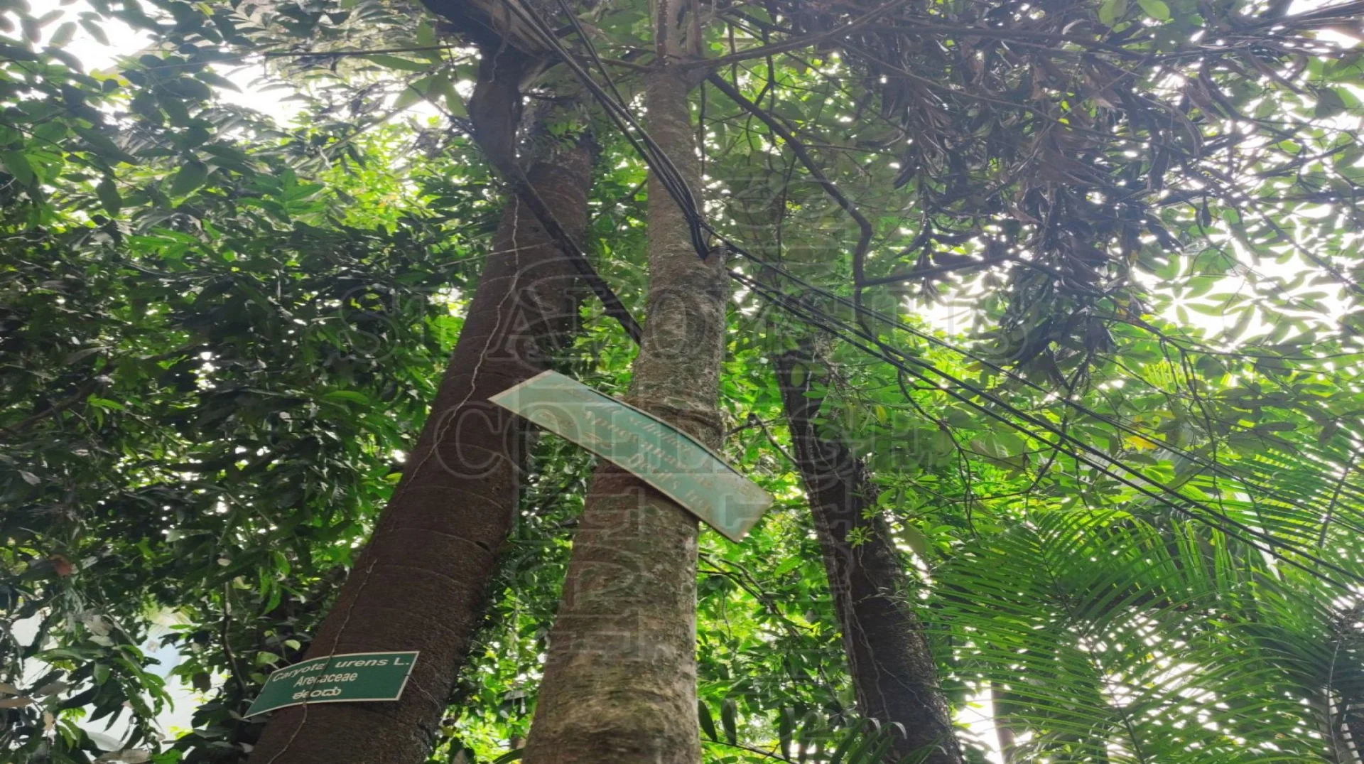 Devil's Tree