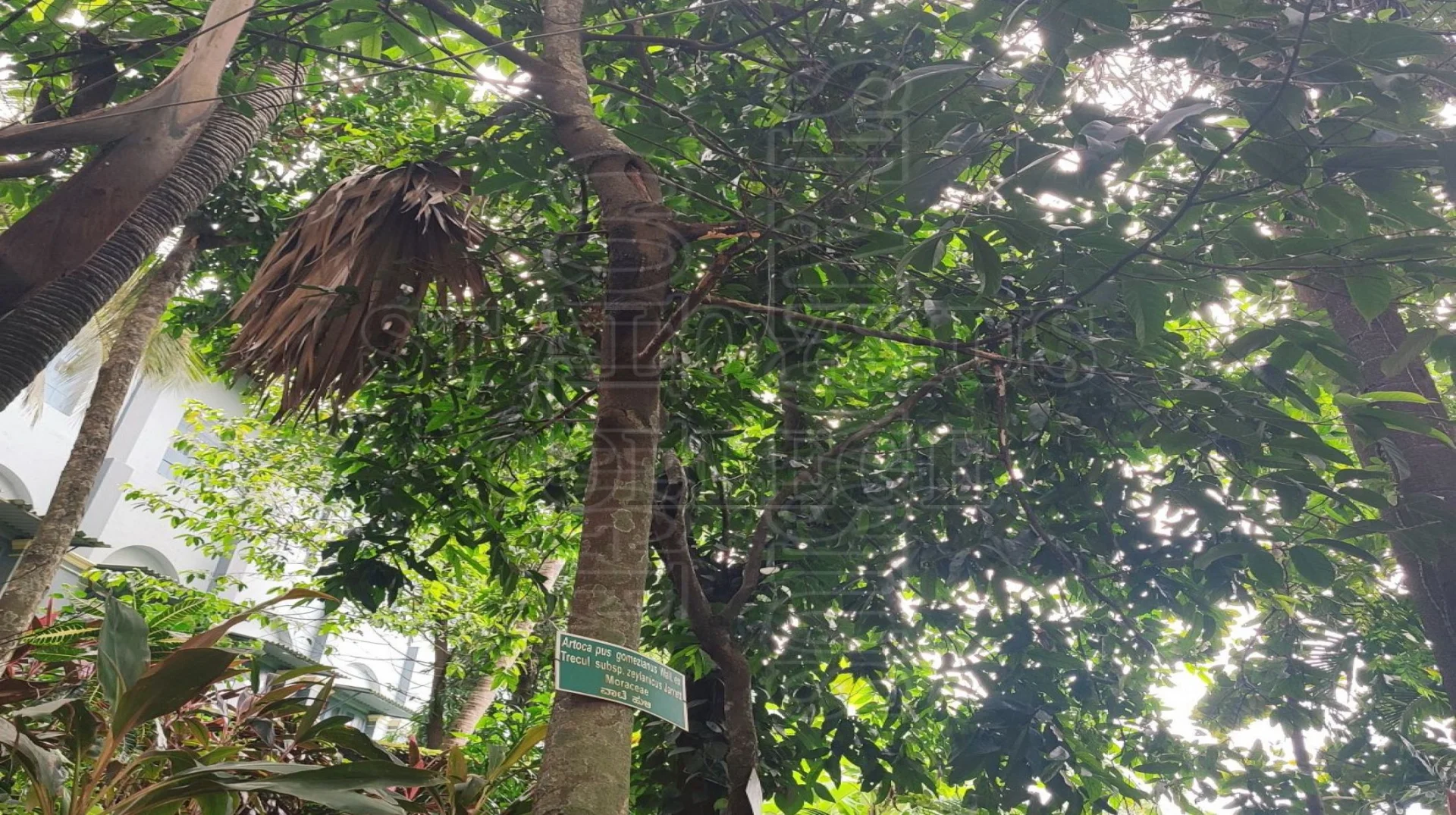 Artocarpus Gomezianus Wall.ex ವಾಟೆ ಹುಳಿ