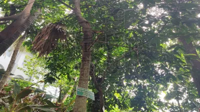 Artocarpus Gomezianus Wall.ex ವಾಟೆ ಹುಳಿ